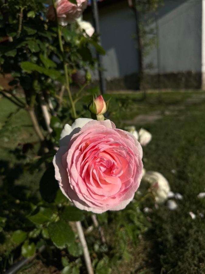Хотелски Комплекс Копитото Tamarino Zewnętrze zdjęcie